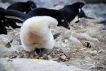 10: Pingüino Adelíe con su cría