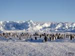 11: Colonia de pingüinos Emperadores