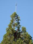 Foto 1, Instalación del pararrayos en la sequoia