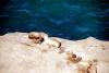 Leones o lobos marinos en Punta Norte