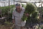 Pepe Mujica laburando en su chacra